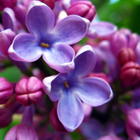 紫藤萝头像图片
