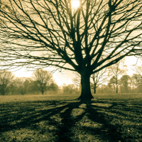 唯美清晨晨光风景小清新头像