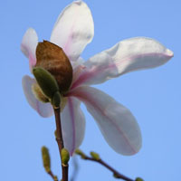 清新玉兰花头像图片