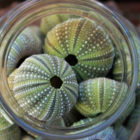 好看唯美海胆壳头像图片