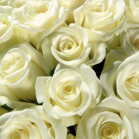 白玫瑰花图片 头像图片