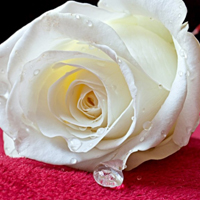 白玫瑰花图片 头像图片