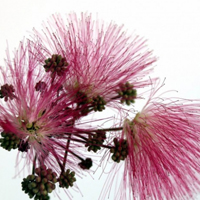 合欢花图片头像大全