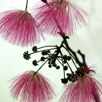 合欢花图片头像大全