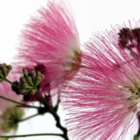 合欢花图片头像大全