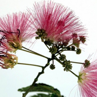 合欢花图片头像大全