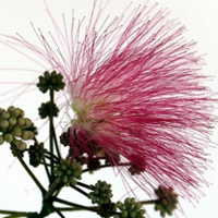 合欢花图片头像大全