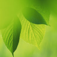 小清新头像绿叶,图片头像图片