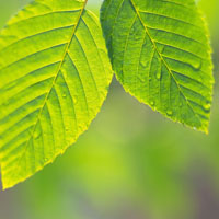 小清新头像绿叶