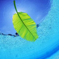 海水满盈盈的水面上一片金光唯美大海头像