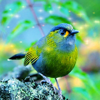 可爱小鸟qq头像