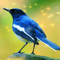 可爱小鸟qq头像