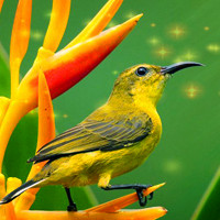 可爱小鸟qq头像