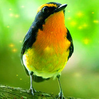 可爱小鸟qq头像