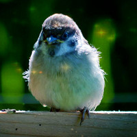 可爱小鸟qq头像