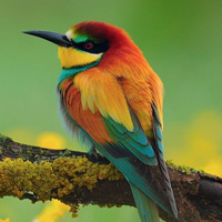 三月鸟图片头像,可爱头像图片