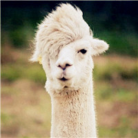 草泥马搞笑头像