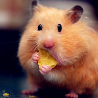 萌翻天的可爱小白鼠头像
