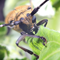 高清近距离微距昆虫天牛图片头像