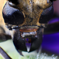 高清近距离微距昆虫天牛图片头像