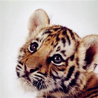 兽中之王可爱又霸气的老虎头像图片