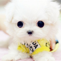 可爱又萌的茶杯犬头像图片