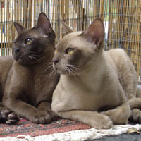 暹罗猫可爱qq头像图片