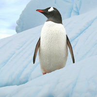 南极企鹅头像图片