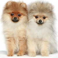 可爱博美犬头像