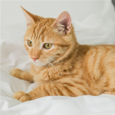 可爱的小猫头像