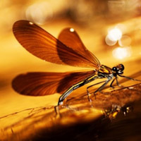 好看唯美蜻蜓头像