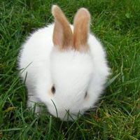 可爱小白兔图片头像