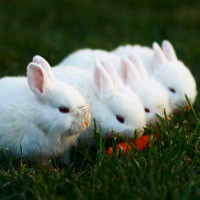 可爱小白兔图片头像