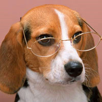 微信头像狗狗戴眼镜图片