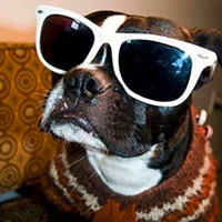 社会狗狗戴眼镜头像图片