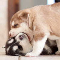 动物亲吻qq图片头像