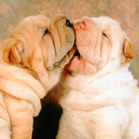 动物亲吻qq图片头像