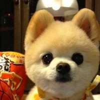 俊介犬可爱头像图片