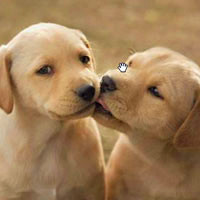 动物亲吻qq图片头像