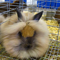 可爱狮子头兔子qq头像图片