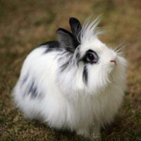 可爱狮子头兔子qq头像图片