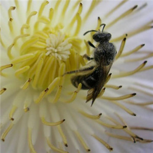 可爱小蜜蜂头像