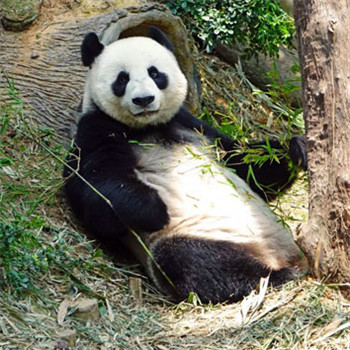 国宝大熊猫头像图片