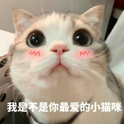 可爱小猫带字头像图片