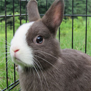 真兔子头像 帅气图片