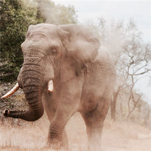 野生大象图片头像