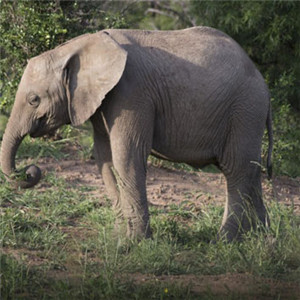 野生大象图片头像