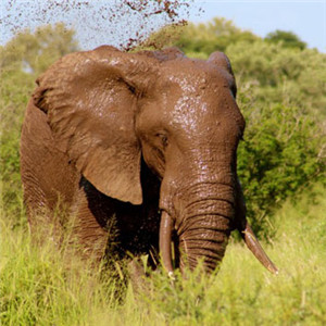 野生大象图片头像