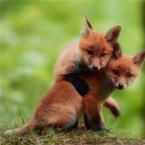 可爱的小狐狸头像