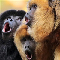 搞笑猴子情头图片